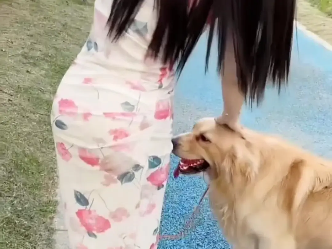 《抖音香香公主与爱犬金毛》科普视频完整版免费在线观看-抖音香香公主与爱犬完整版无广告播放-高清直播回放资源网盘免费领取